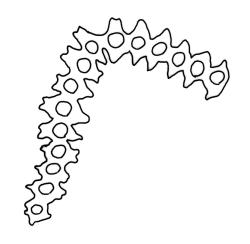 Macromitrium prorepens, cross-section of upper laminal cells.
 Image: R.C. Wagstaff © All rights reserved. Redrawn with permission from Vitt (1983). 